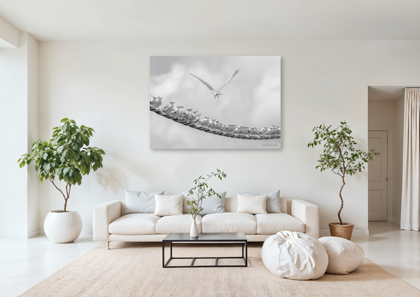 White-Winged Terns