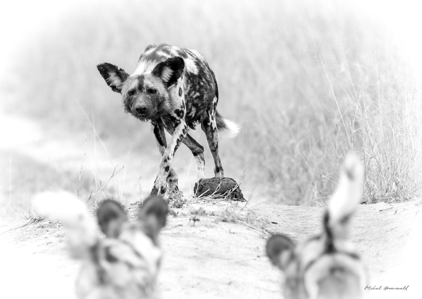 African Wild Dog