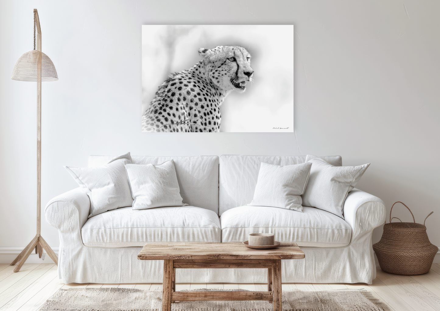 Cheetah Staring
