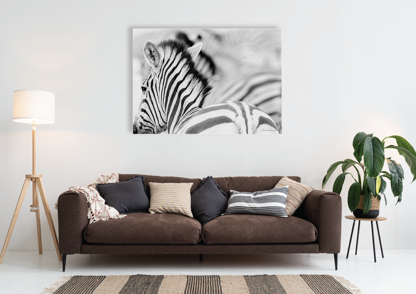 Zebra Staring
