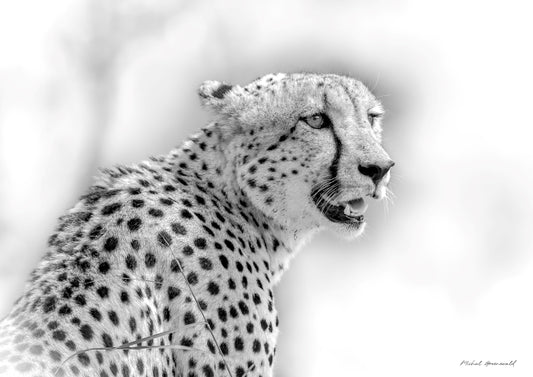 Cheetah Staring