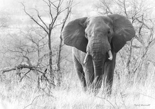 Elephant Dry Savanna