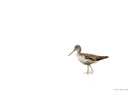 Greenshank