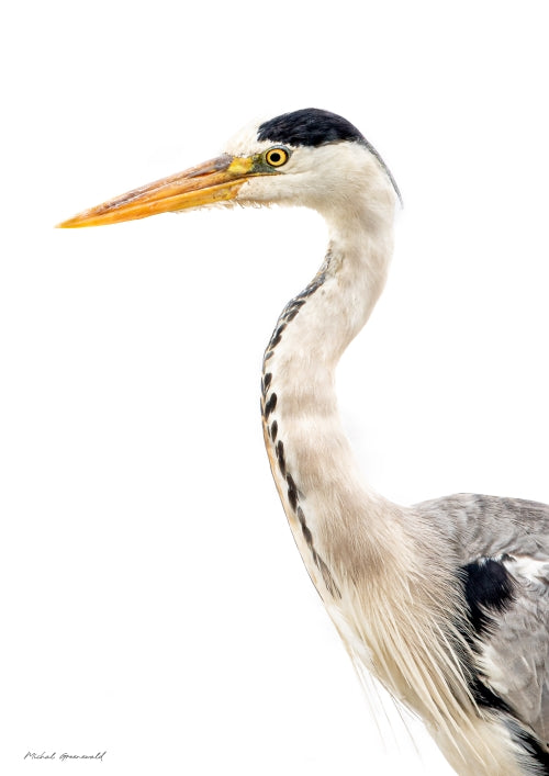 Grey Heron