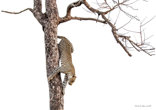 Leopard Down Tree
