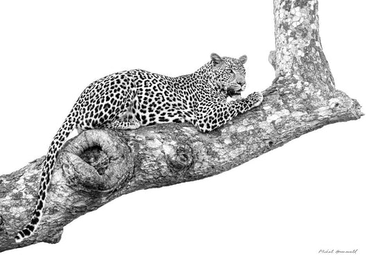 Leopard on Branch