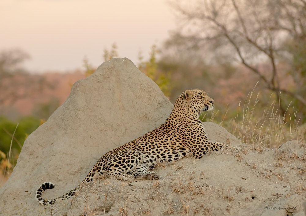 Leopard on Termite Mount