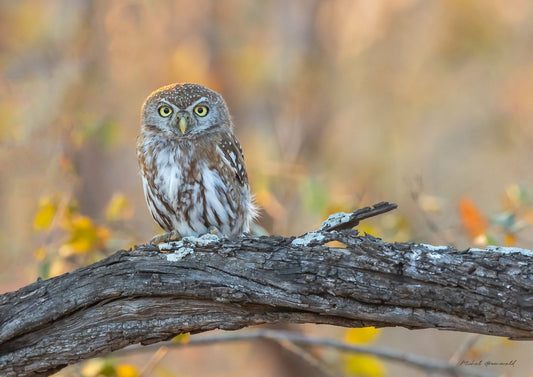 Pearl-Spotted Owlet