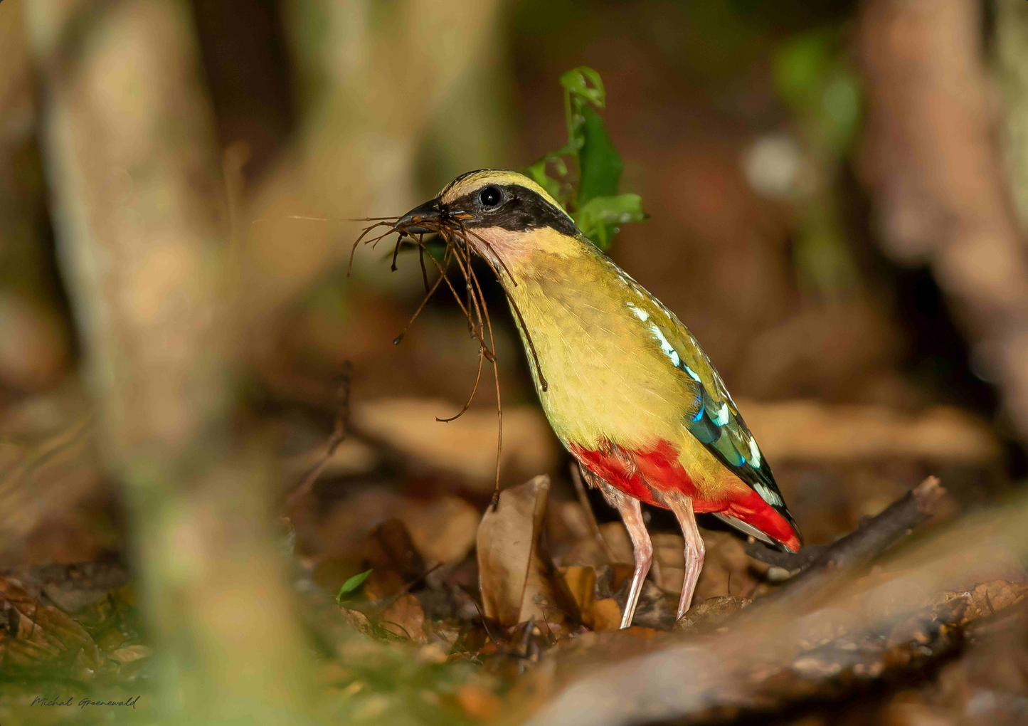 The Pitta