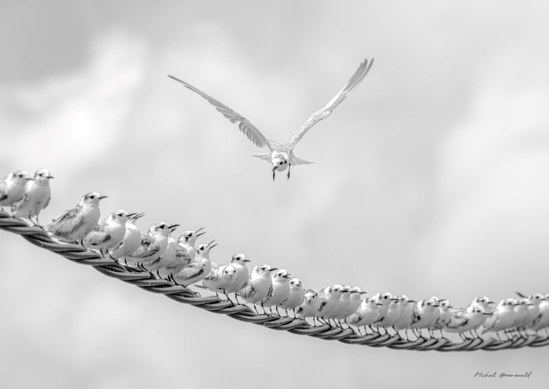 White-Winged Terns
