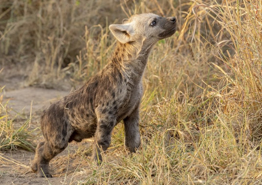 Young Hyena Cub