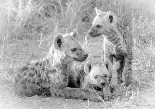 Young Hyenas