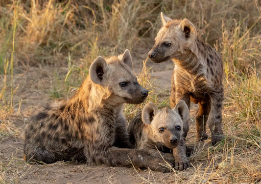 Hyena Cubs