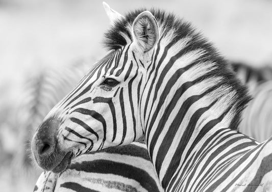 Zebra Portrait