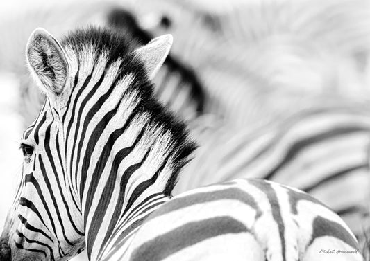 Zebra Staring